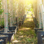 Reforestación avanza en la Explanada de los Héroes